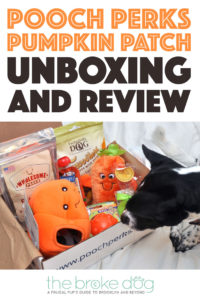 It's pumpkin spice season and now your pup can get in on the fun! Check out our October Pooch Perks Unboxing for a doggone fun fall.