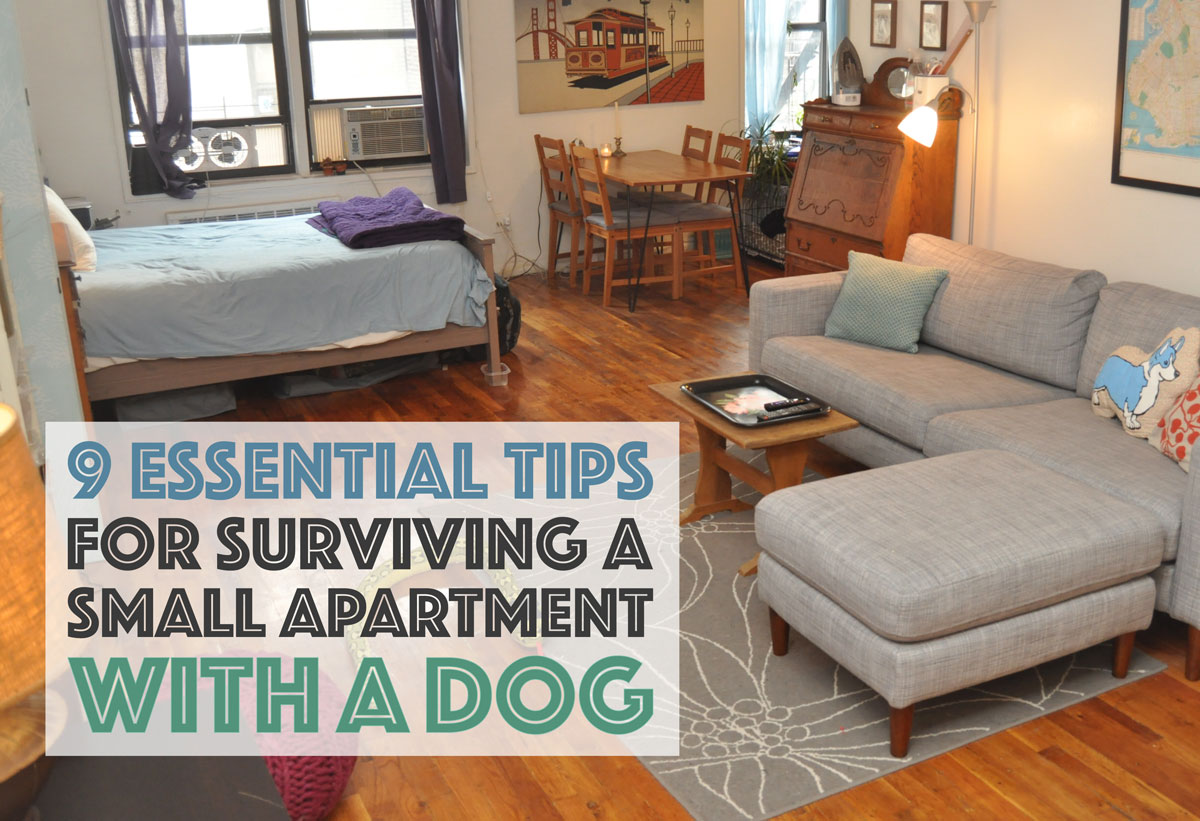 Apartment must haves: 9 essentials to invest in
