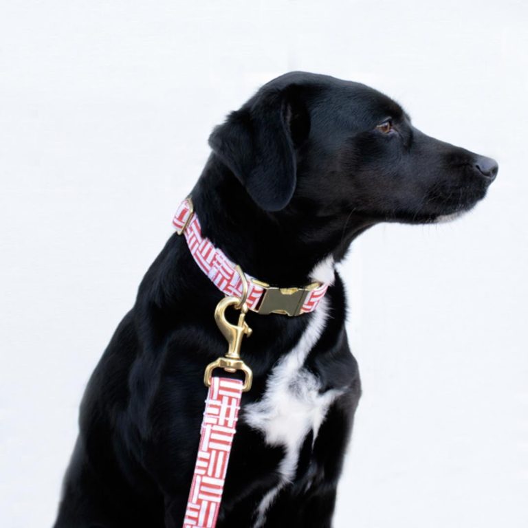 Bonjour Fido: Stylish Leashes and Collars From NYC - The Broke Dog