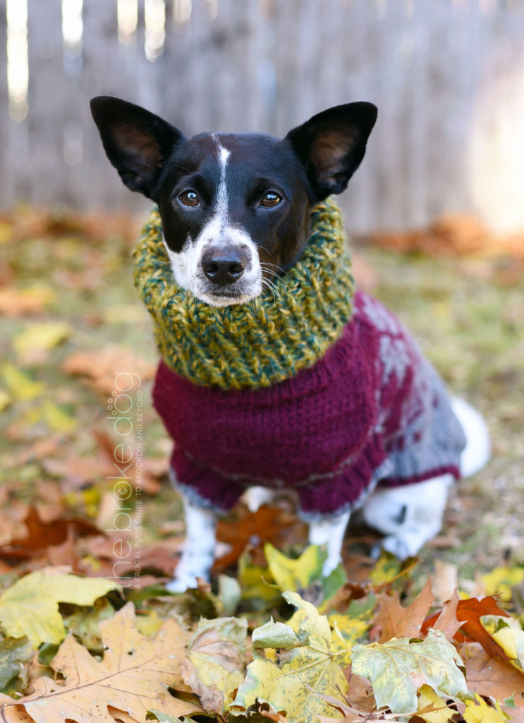 easy knit dog toy